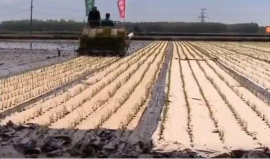 Fully biodegradable paper film